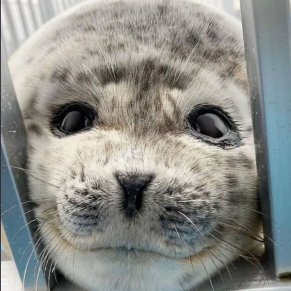sealiest